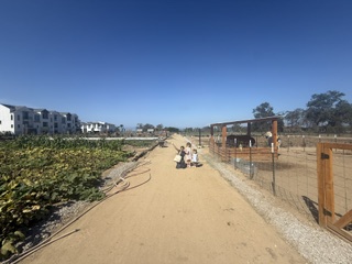 A long sandy path running between garden beds and the animal pens under a wide blue sky