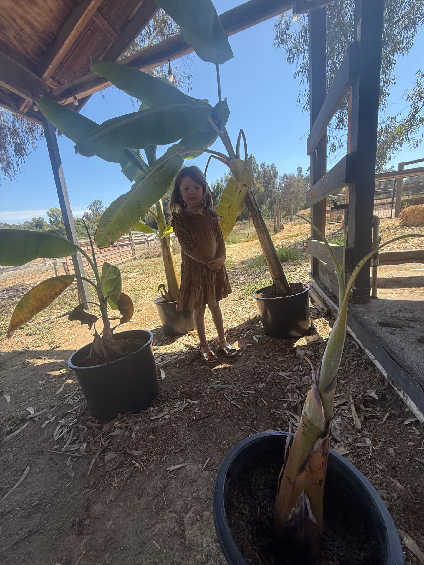 A child standing among tall banana plants in the covered ranch area